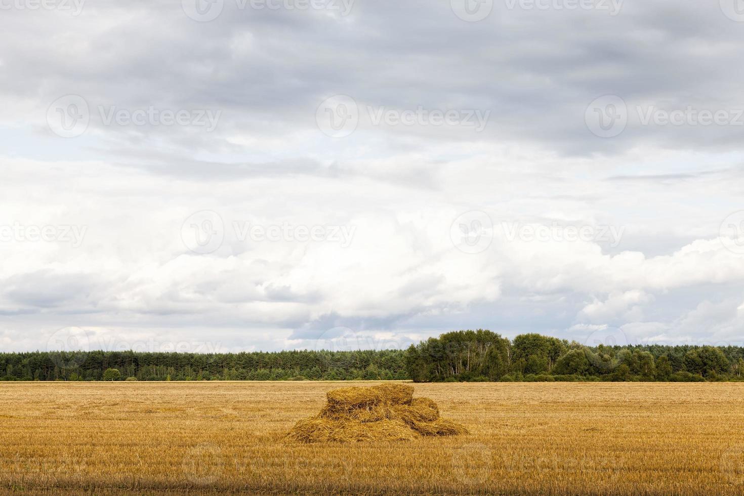 un campo agrícola foto