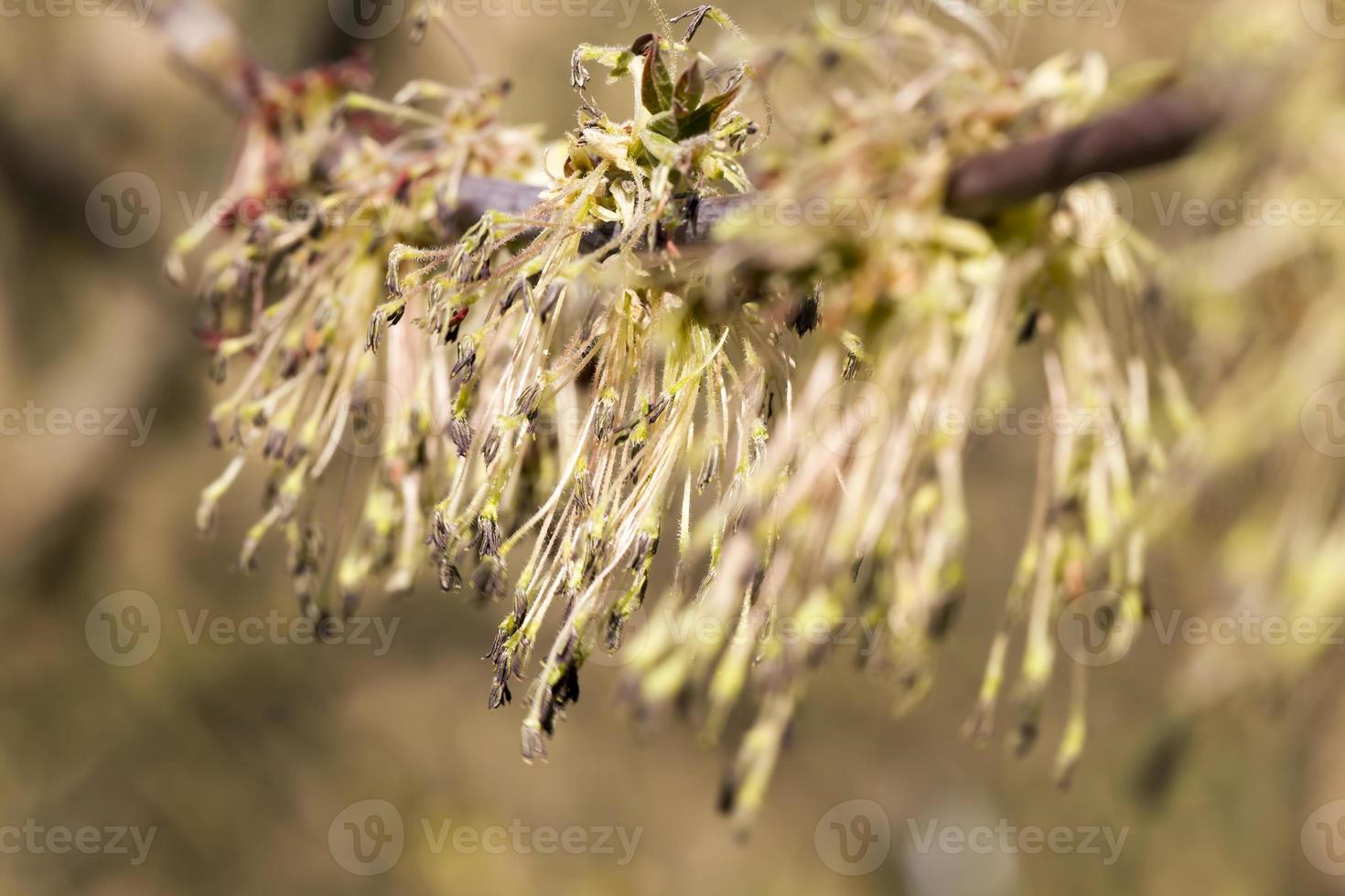 spring maple tree photo