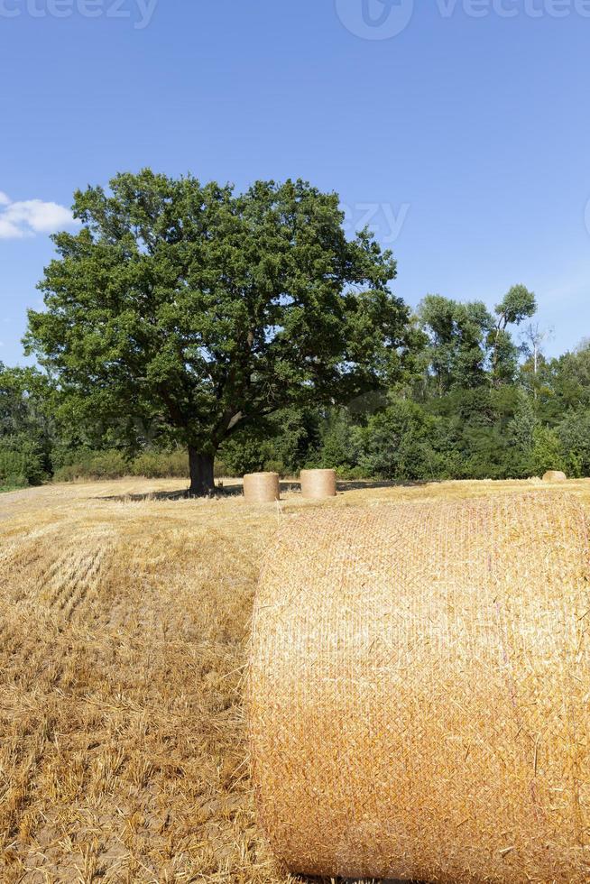 wheat straw and a green oak tree photo