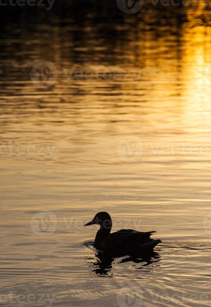 waterfowl in the wild photo