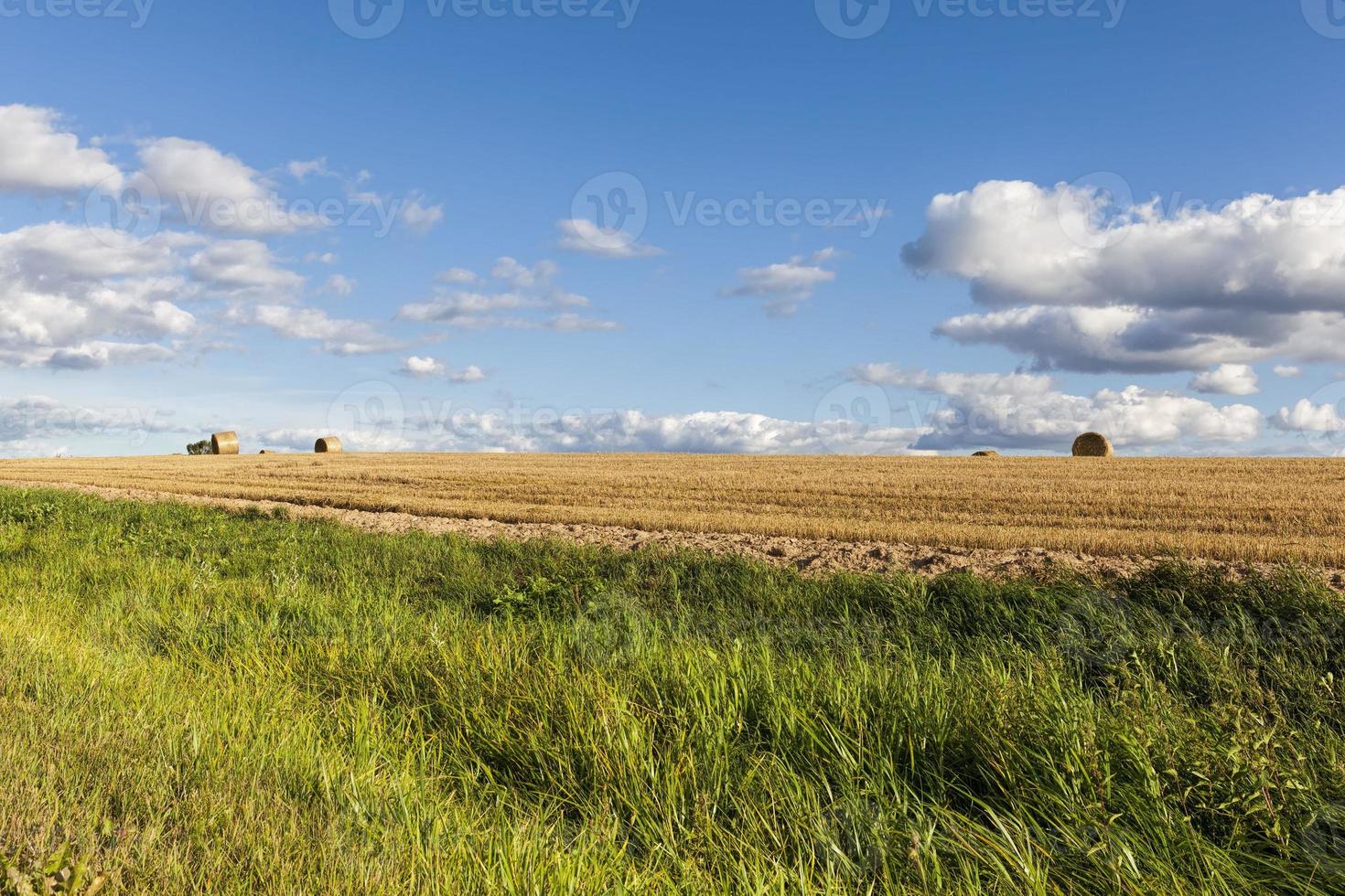 un campo agrícola foto