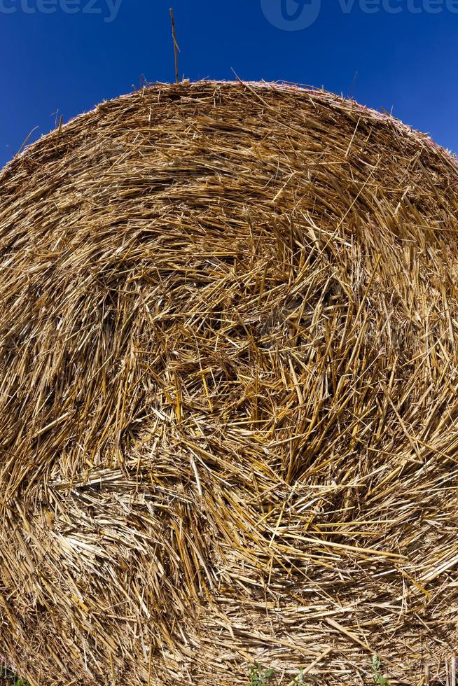 haystacks of their wheat straw photo
