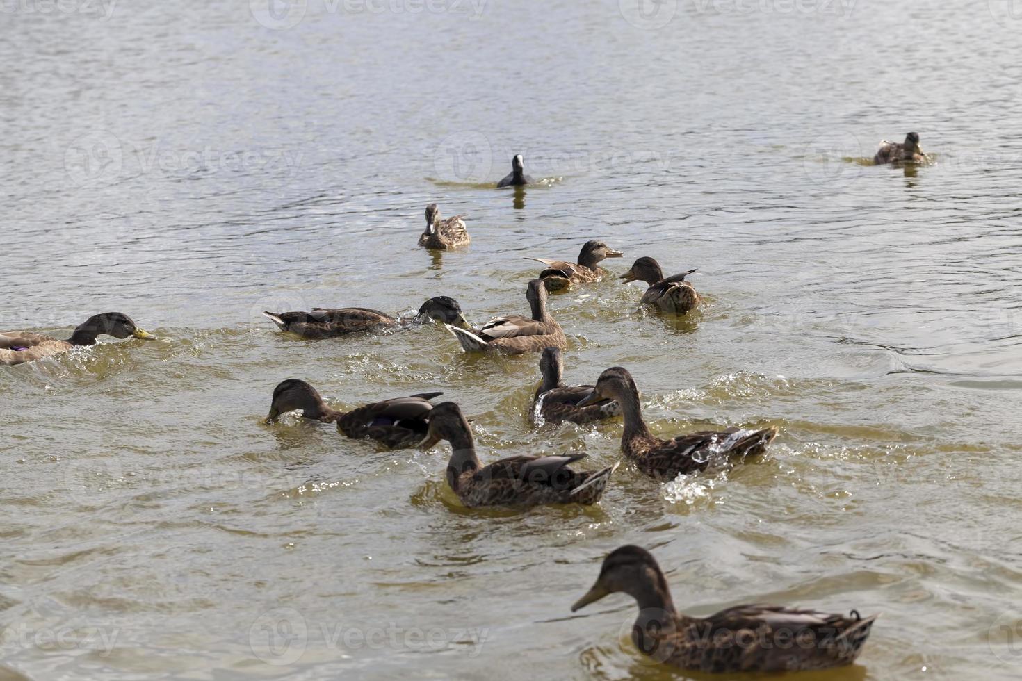 eastern europe with wild duck 9456819 Stock Photo at Vecteezy