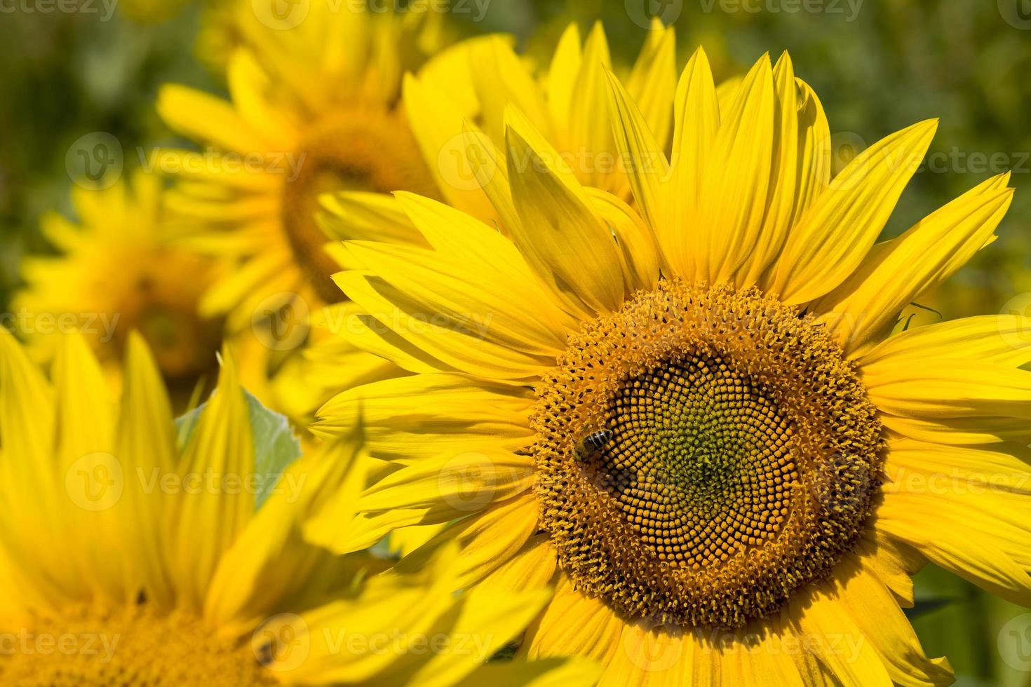 sunflower during insect pollination photo
