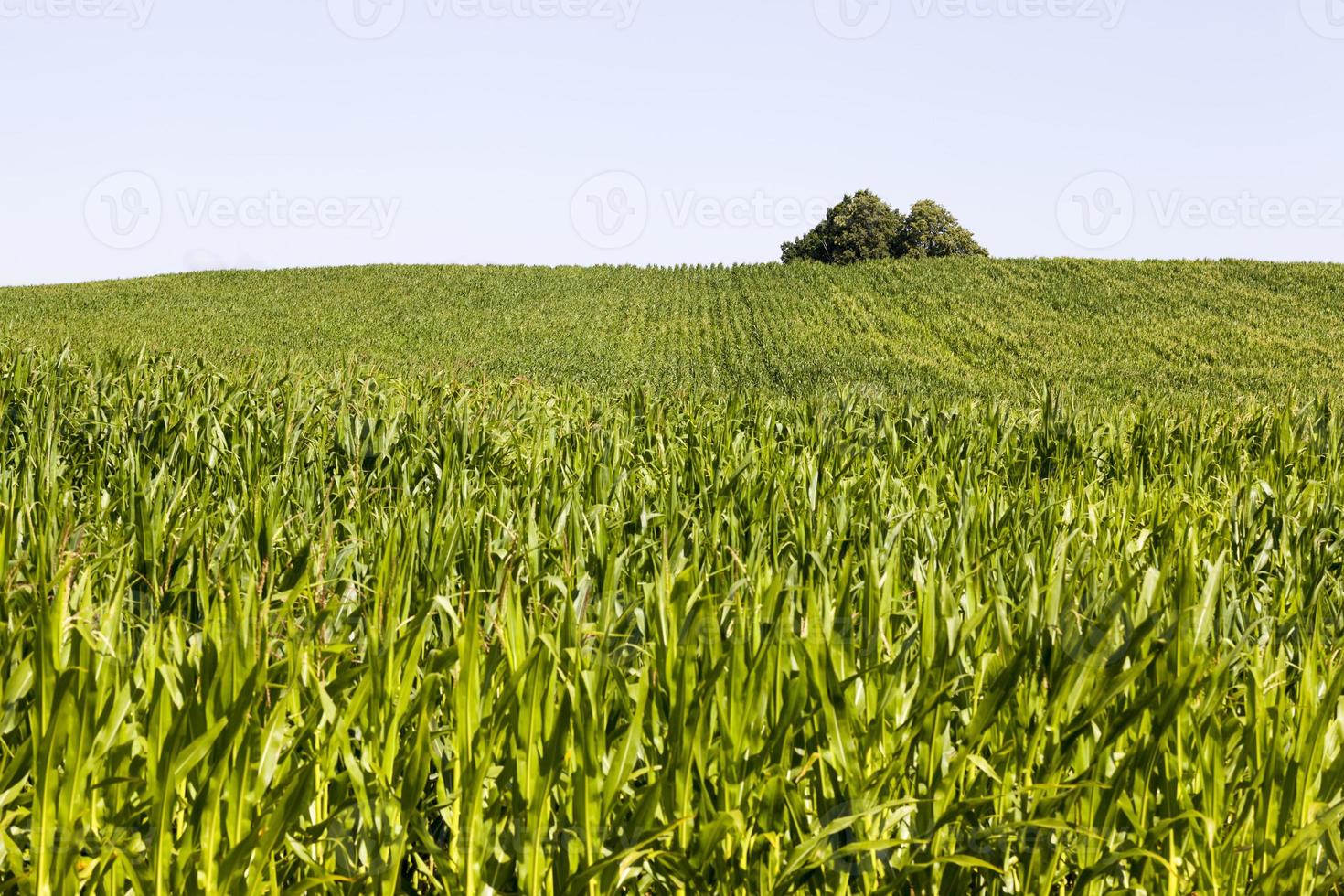 corn on an agricultural field photo
