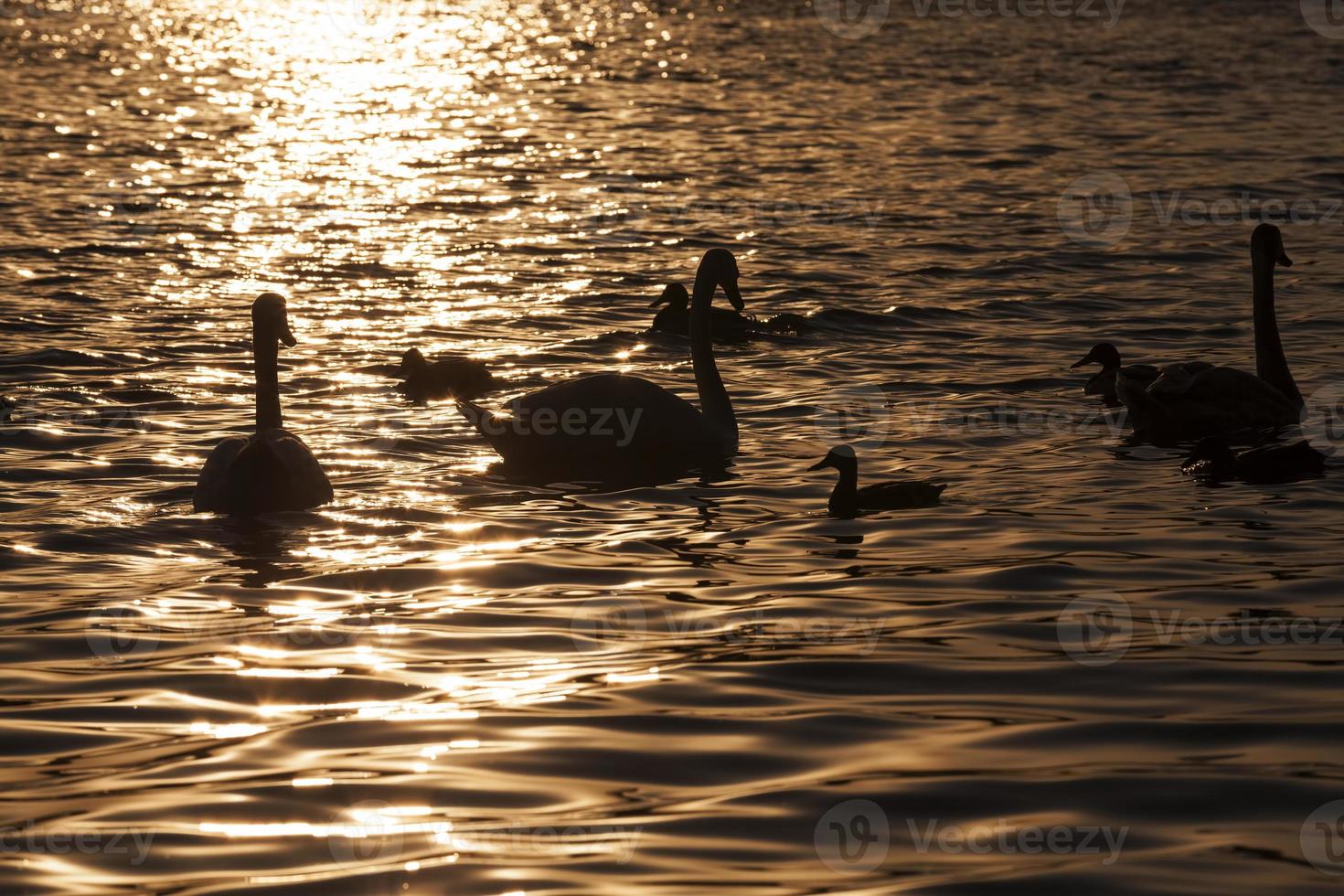white colored Swan at sunset photo