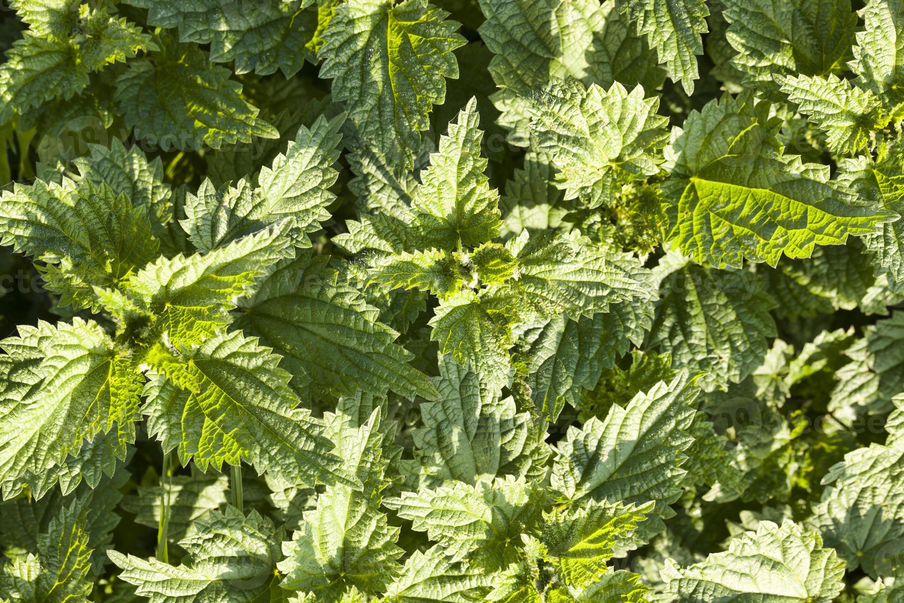 lots of nettles 9457307 Stock Photo at Vecteezy