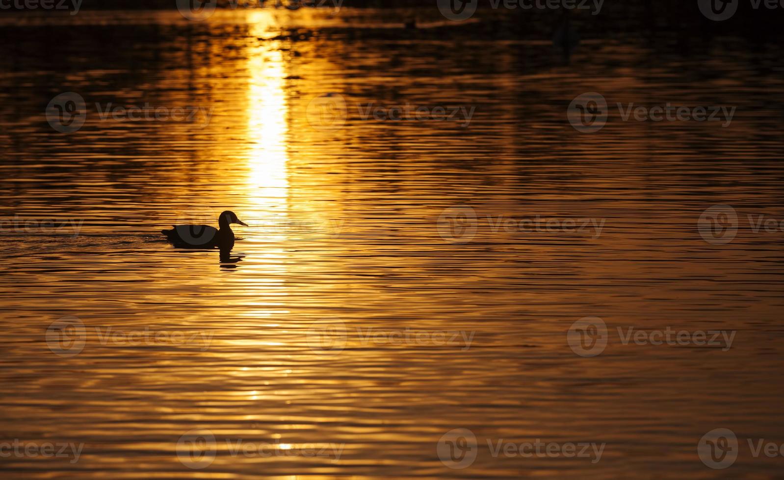 waterfowl in the wild photo