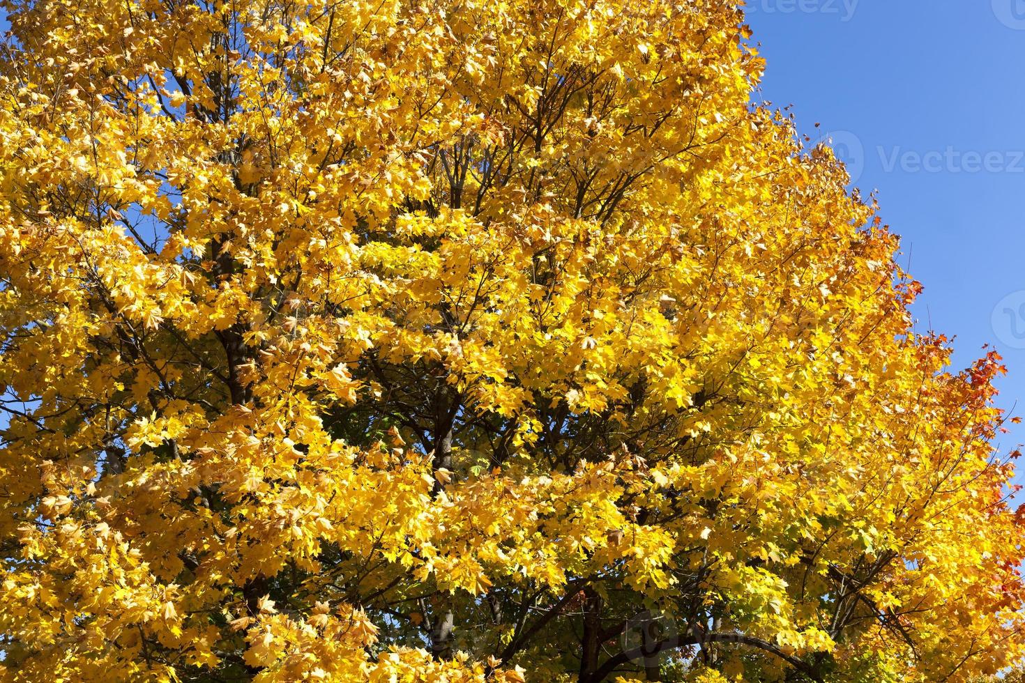 deciduous oak trees in the forest or in the Park photo