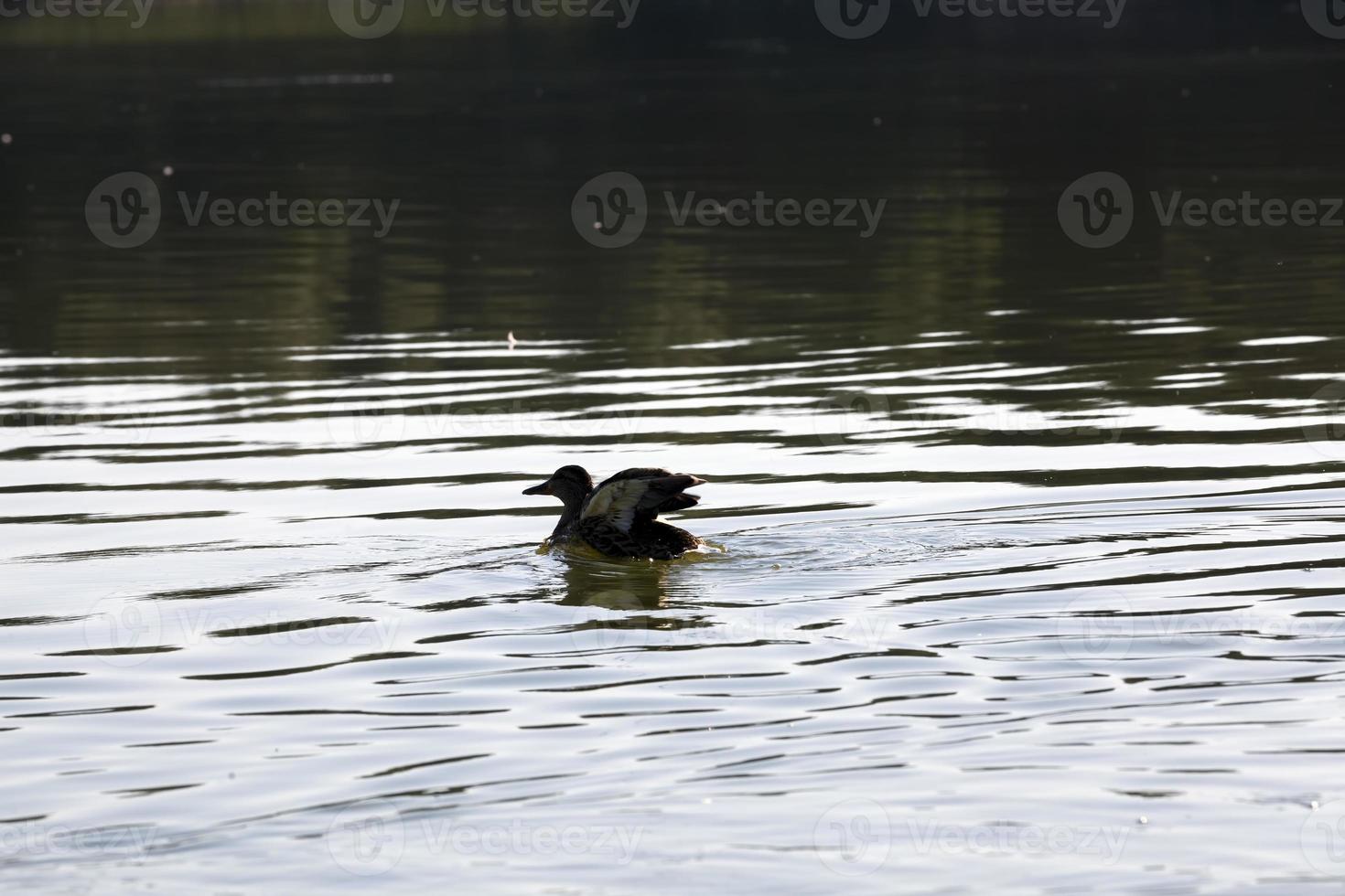 patos salvajes en la naturaleza foto