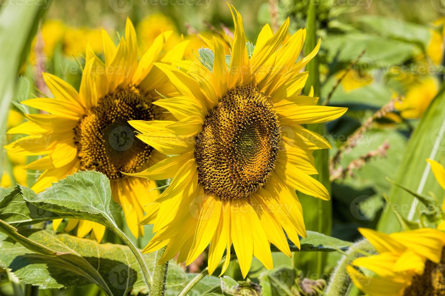sunflowers are grown photo