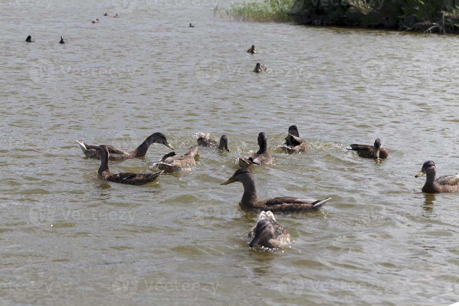 wild nature with flying and waterfowl photo