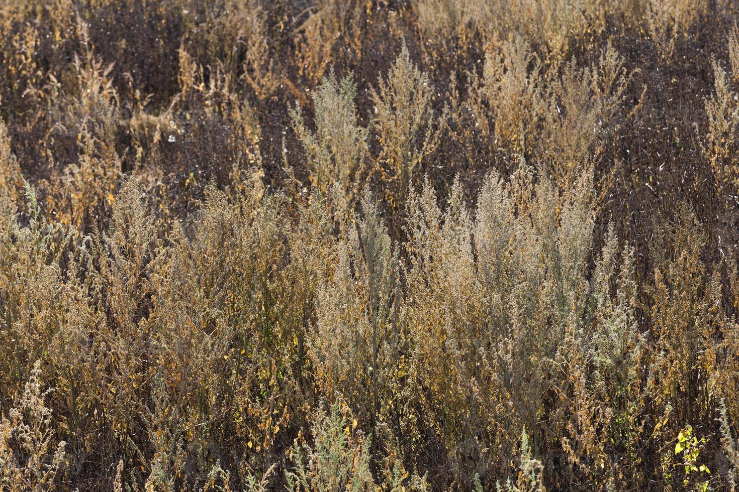 yellow dry grass photo