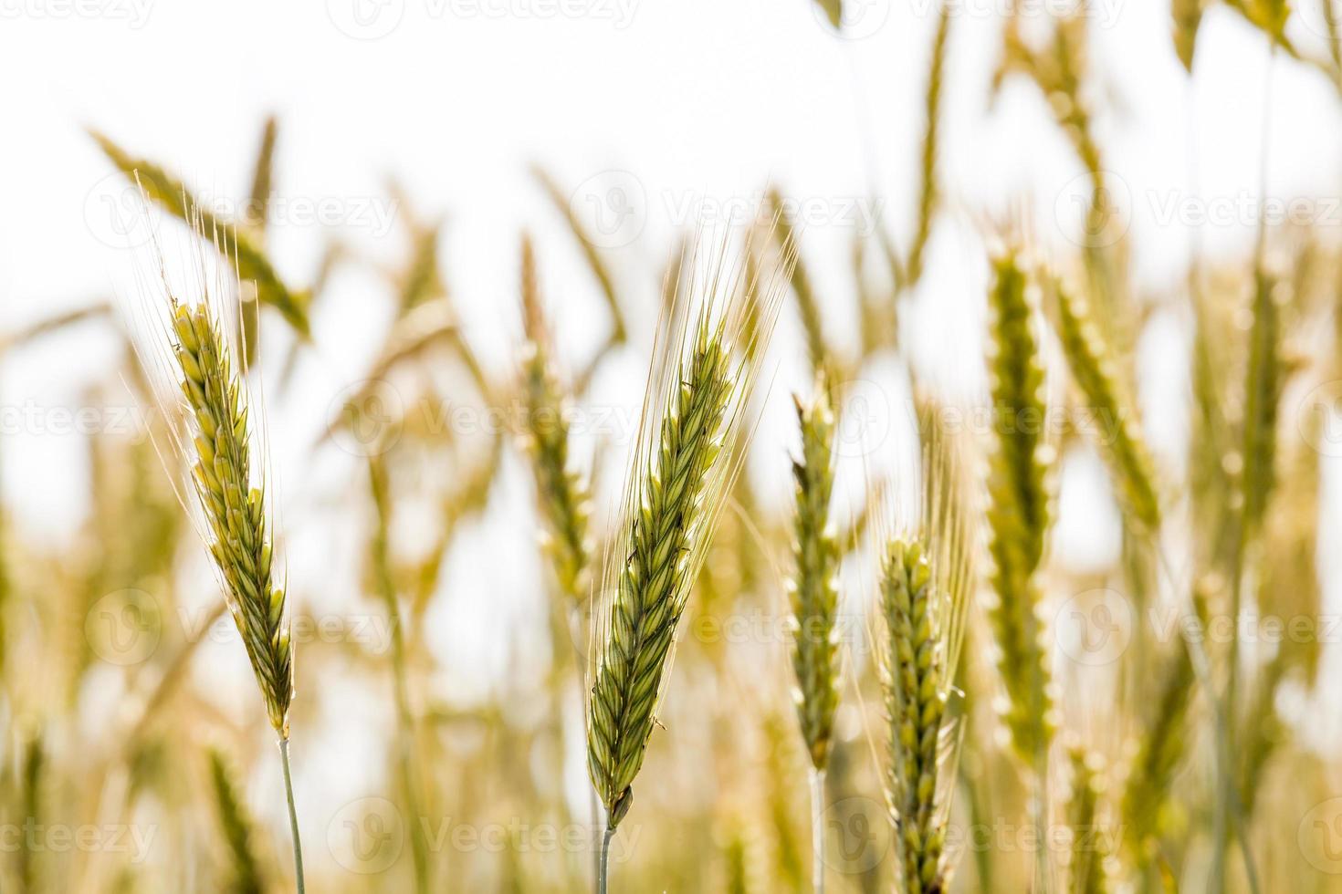 agricultural field, crop photo