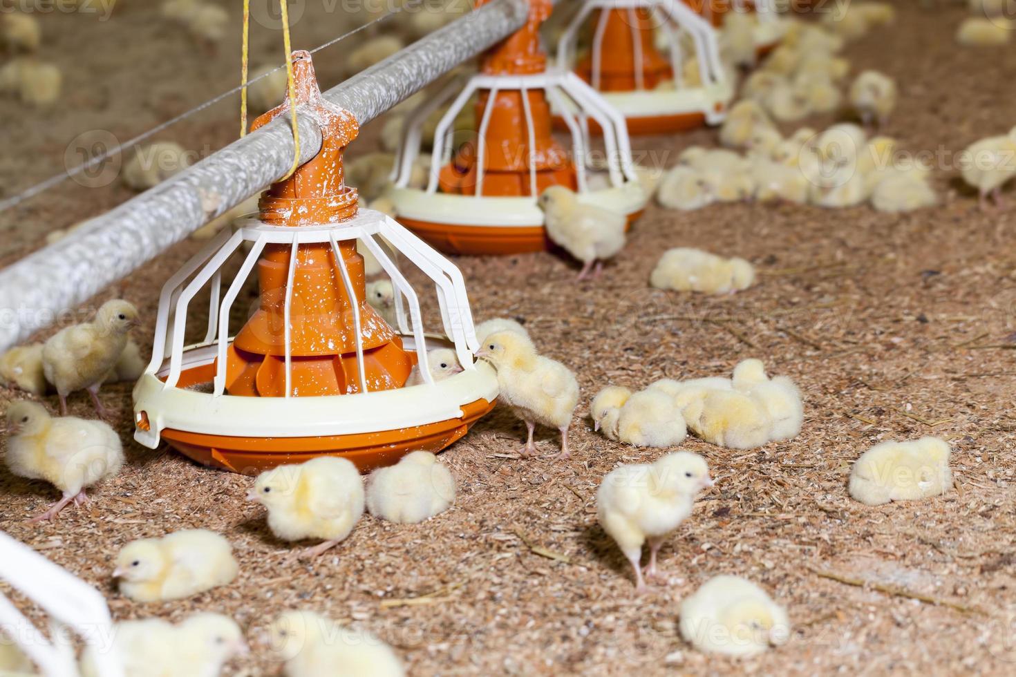 genetically modified white meat chicken photo