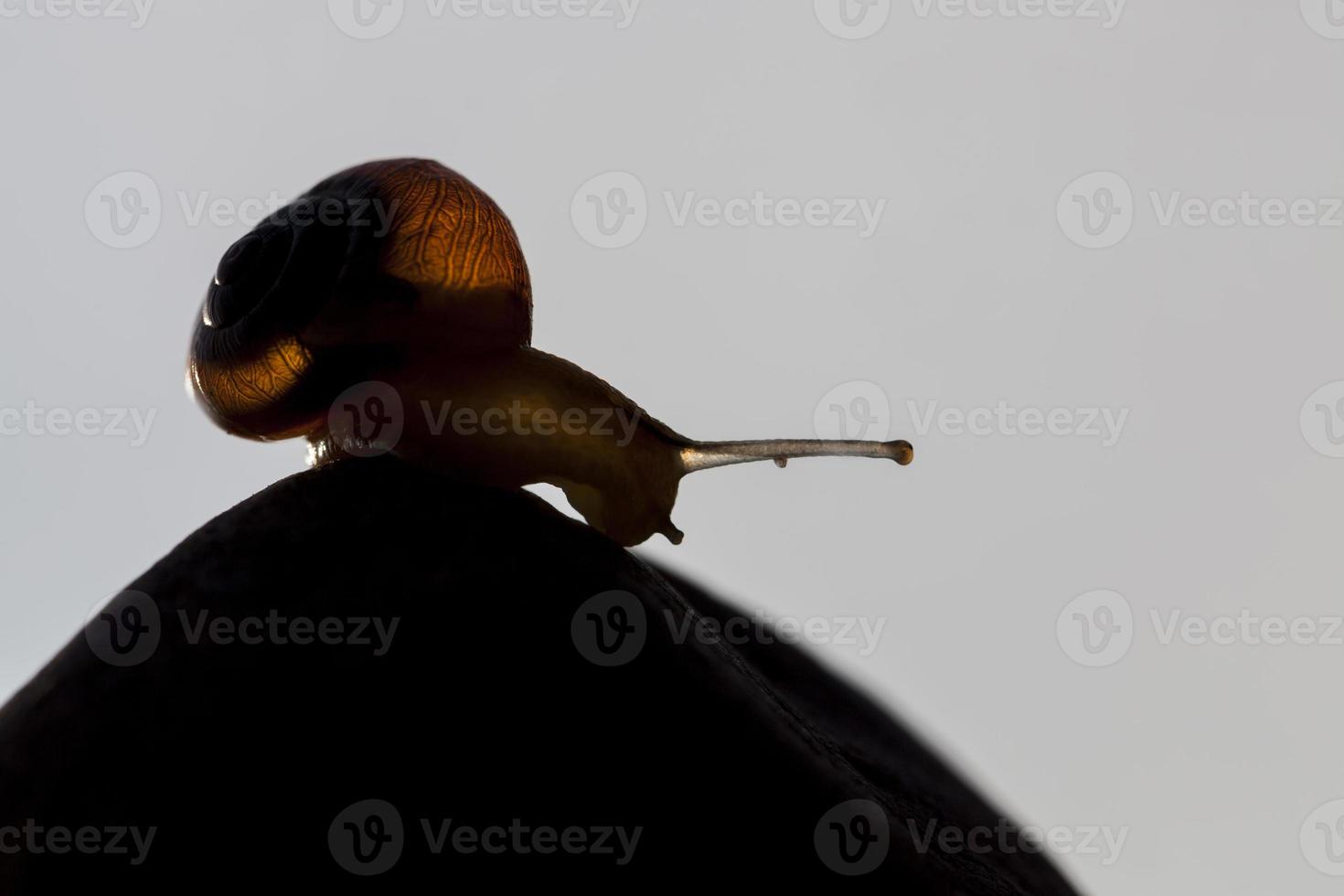 grape snail crawling on its territory photo