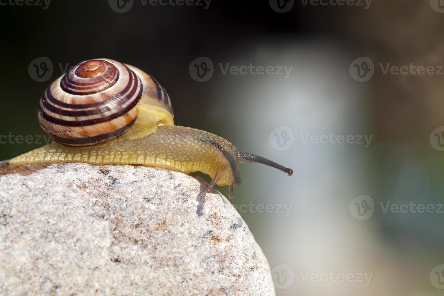 grape snail crawling on its territory photo
