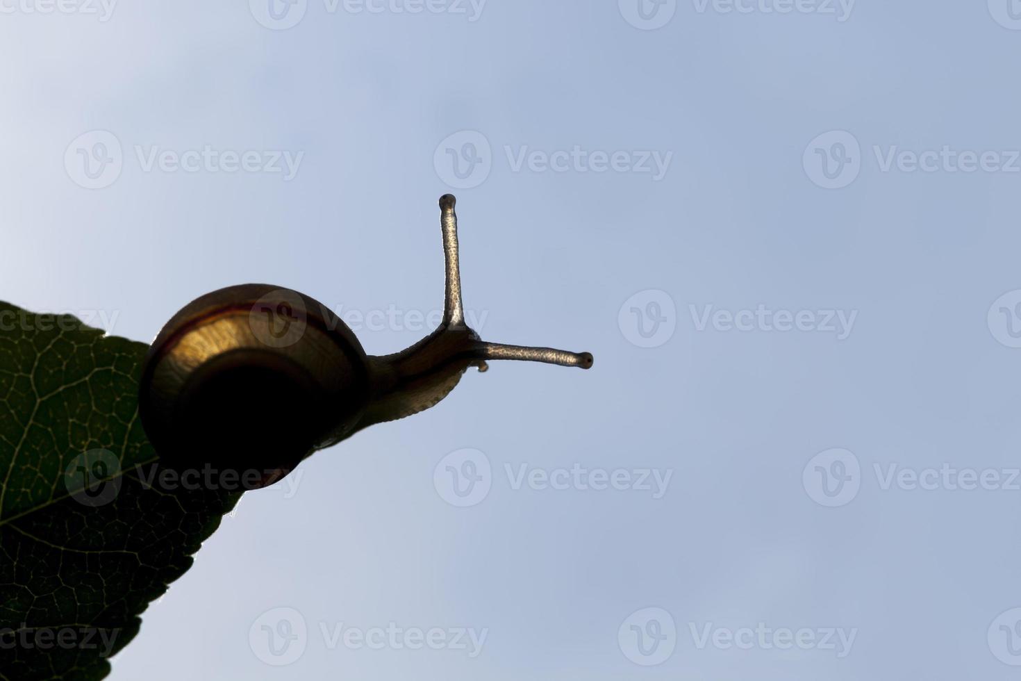 grape snail crawling on its territory photo