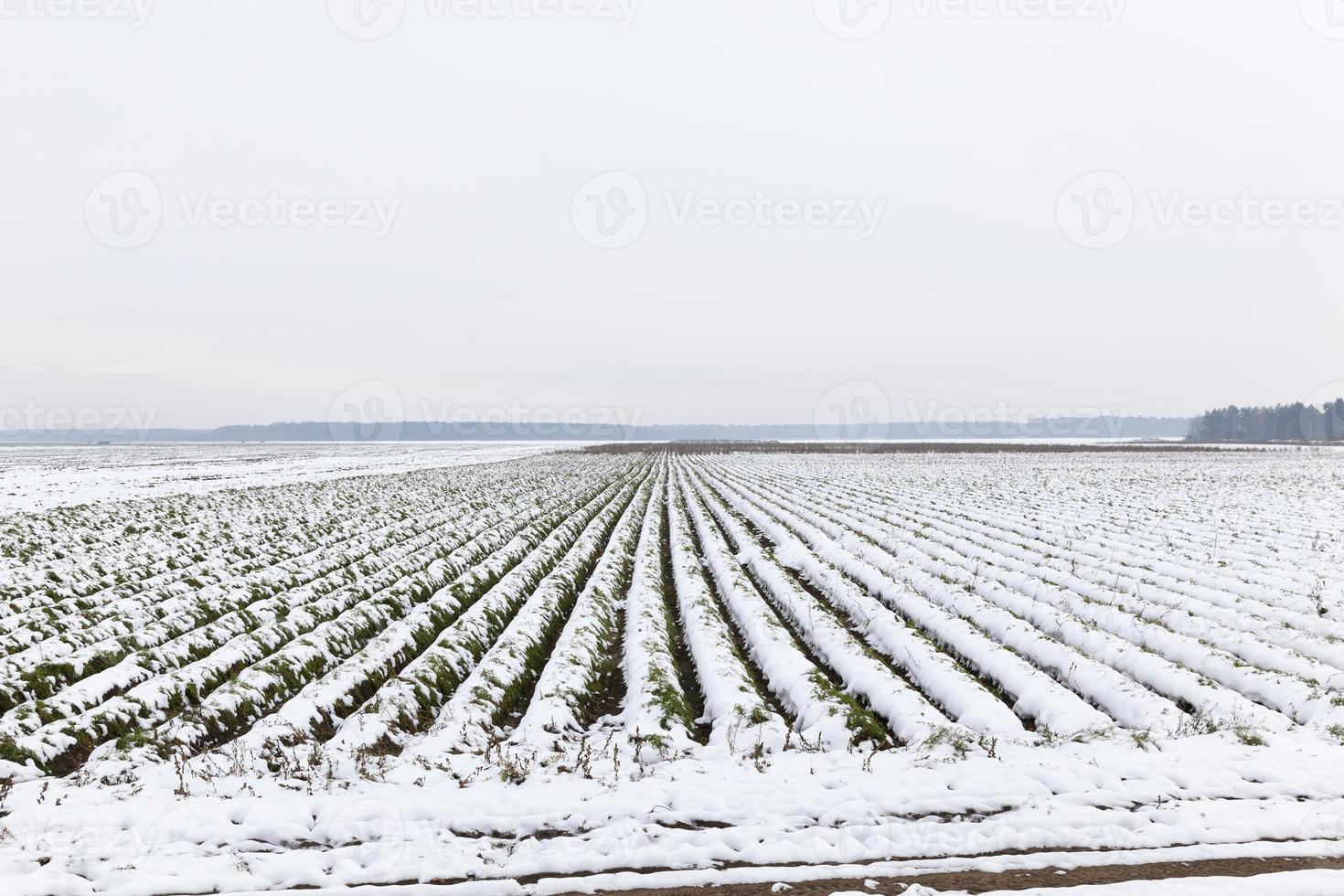 campo agrícola cubierto de nieve foto