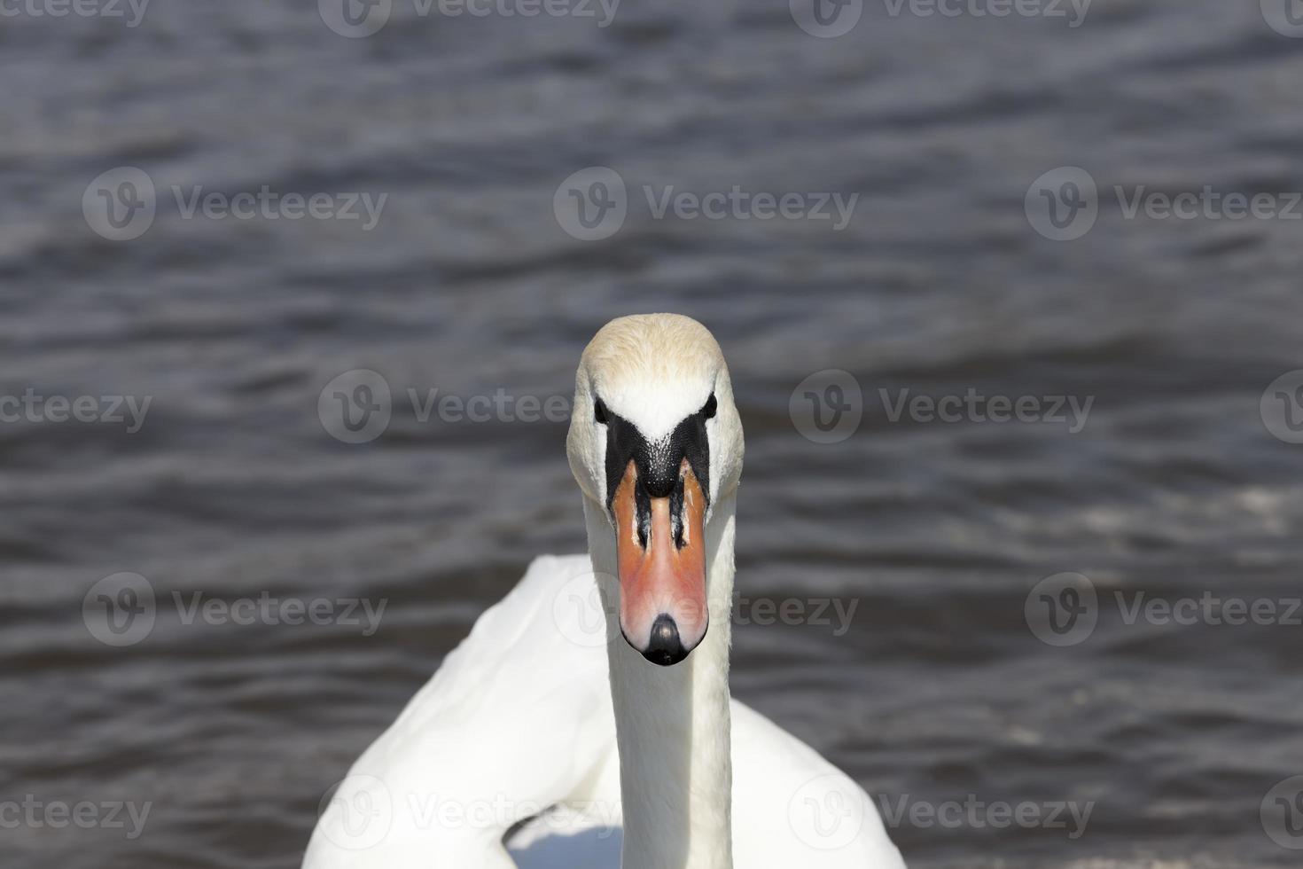 white swans in the spring season photo