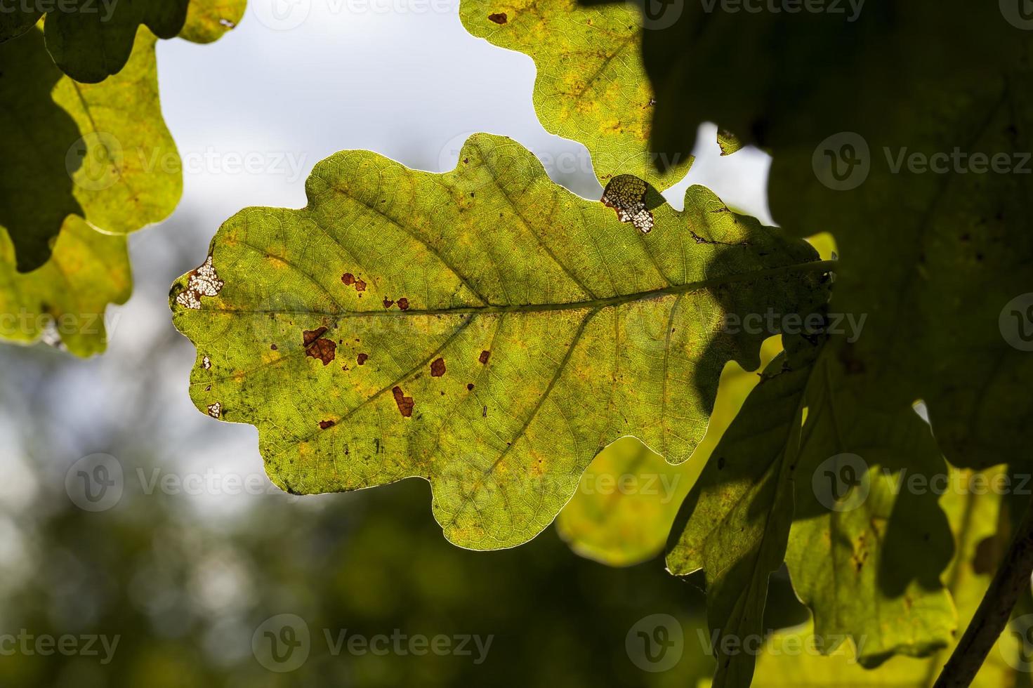 roble de color cambiante en la temporada de otoño foto