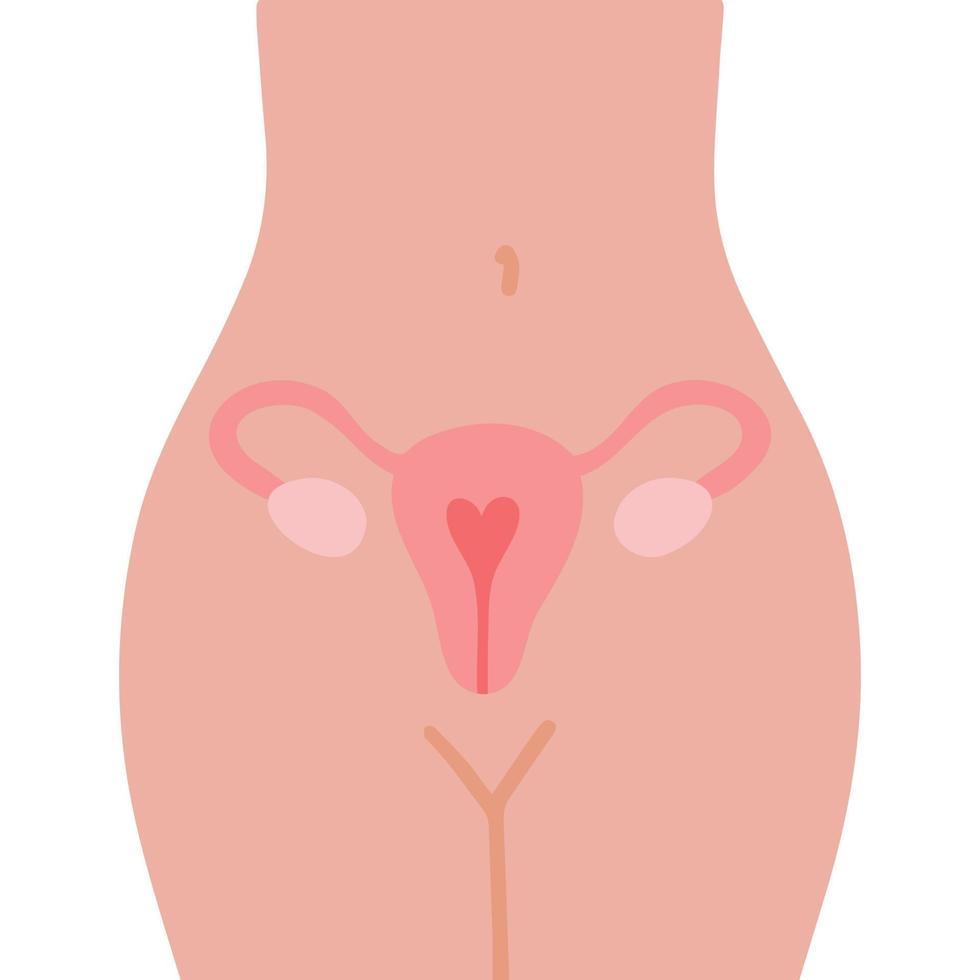 Uterus, female nature. Embryology. vector