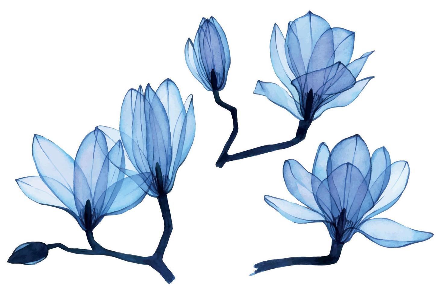 watercolor drawing. set of transparent magnolia flowers in blue. transparent flowers isolated on white background. collection of elements for design of weddings, cosmetics and perfumes vector