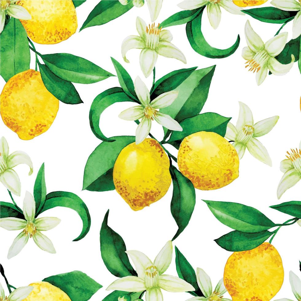 patrón de acuarela transparente con limones. limones amarillos, flores y hojas sobre un fondo blanco. impresión de la vendimia vector