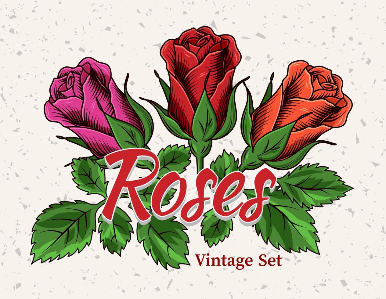 Vintage blooming red, magenta, orange buds of rose with green leaves on textured backgorund. Engraving style. Isolated vector illustration