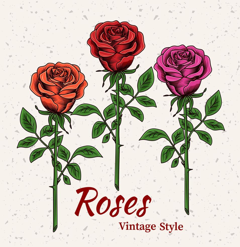 Vintage lush blooming red, magenta, orange roses with stem on textured background. Engraving style. Isolated vector illustration