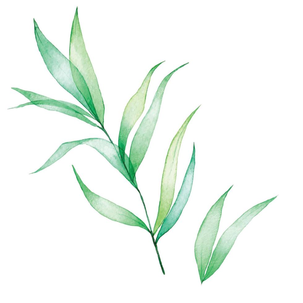 dibujo de acuarela. conjunto de hojas tropicales transparentes. hojas verdes transparentes aisladas sobre fondo blanco. clipart vector