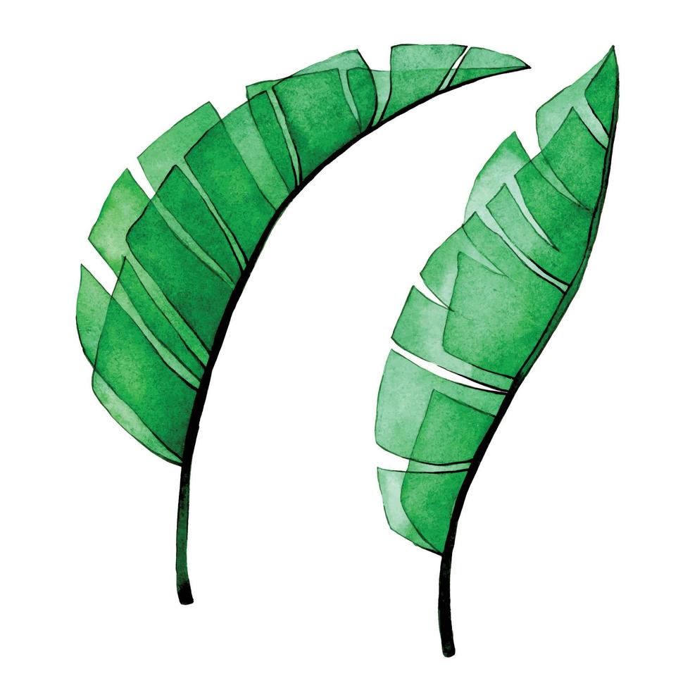 watercolor drawing. set of transparent banana leaves. transparent tropical palm leaves, rainforest vector