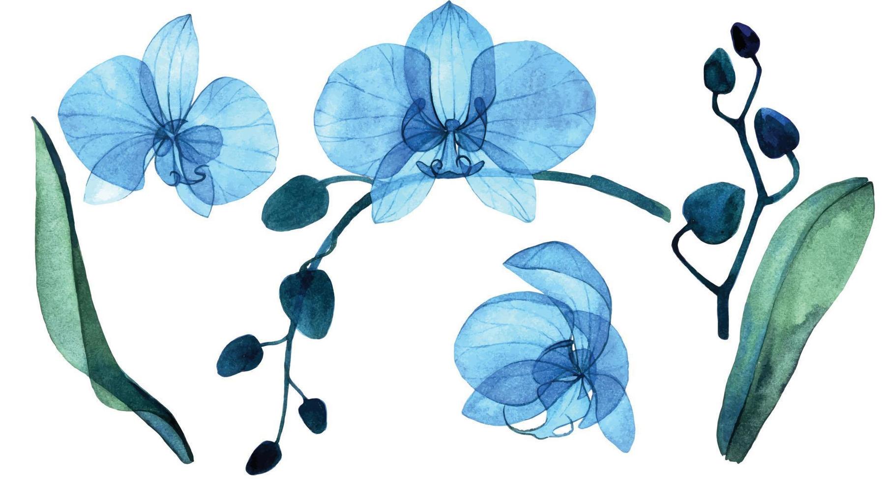delicate watercolor illustration. set with blue transparent flowers, buds and leaves of the phalaenopsis orchid. isolated on white background transparent flowers, x-ray. vector