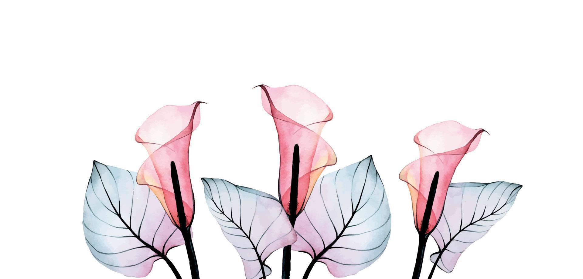 ilustración de acuarela borde con flores y hojas de calla transparentes. flores tropicales rosadas y azules y hojas aisladas en fondo blanco, ramo, composición. vector