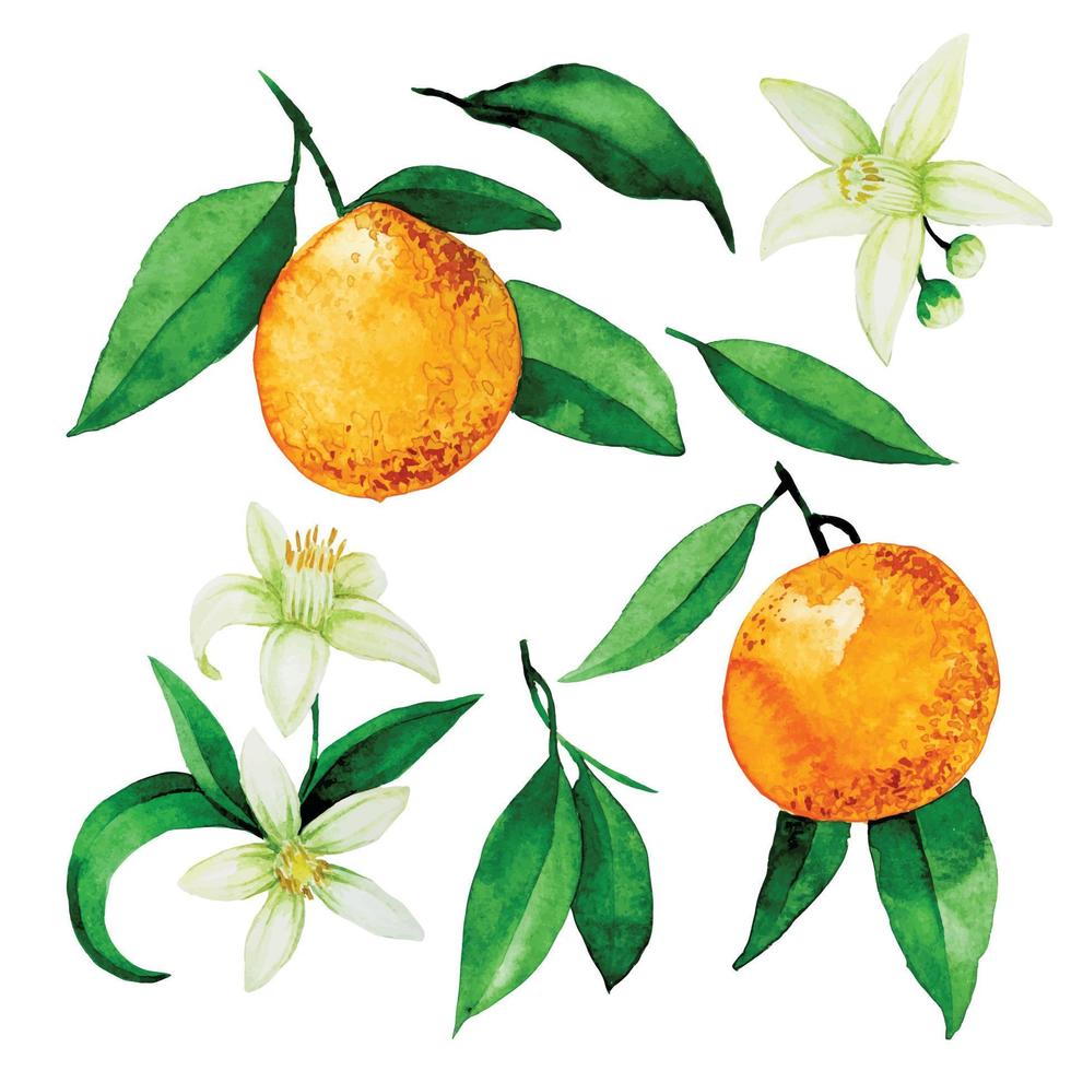 dibujo de acuarela. conjunto de ramos, composiciones con naranjas. flores, hojas y frutos de naranja. diseño de la vendimia vector