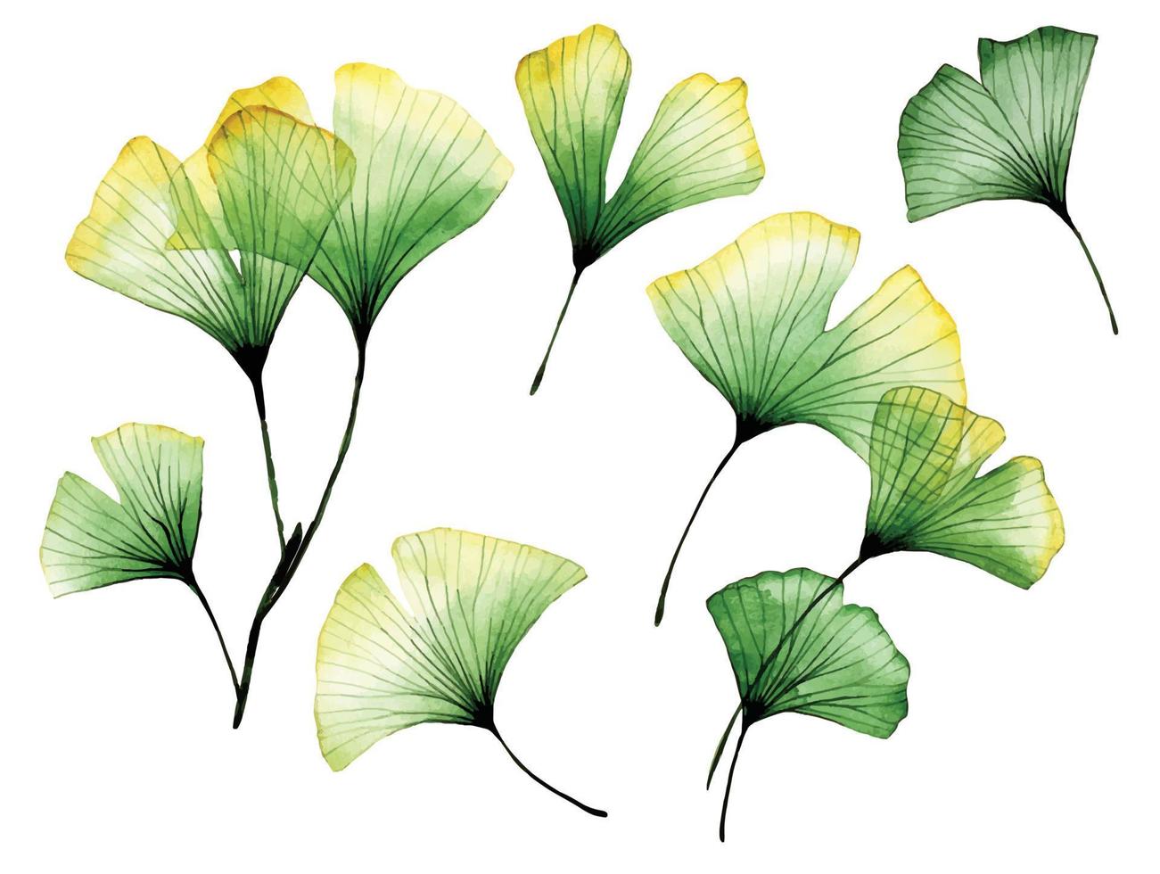 dibujo de acuarela. conjunto de hojas de ginkgo transparentes. hojas tropicales del árbol ginkgo. flores transparentes, rayos x vector