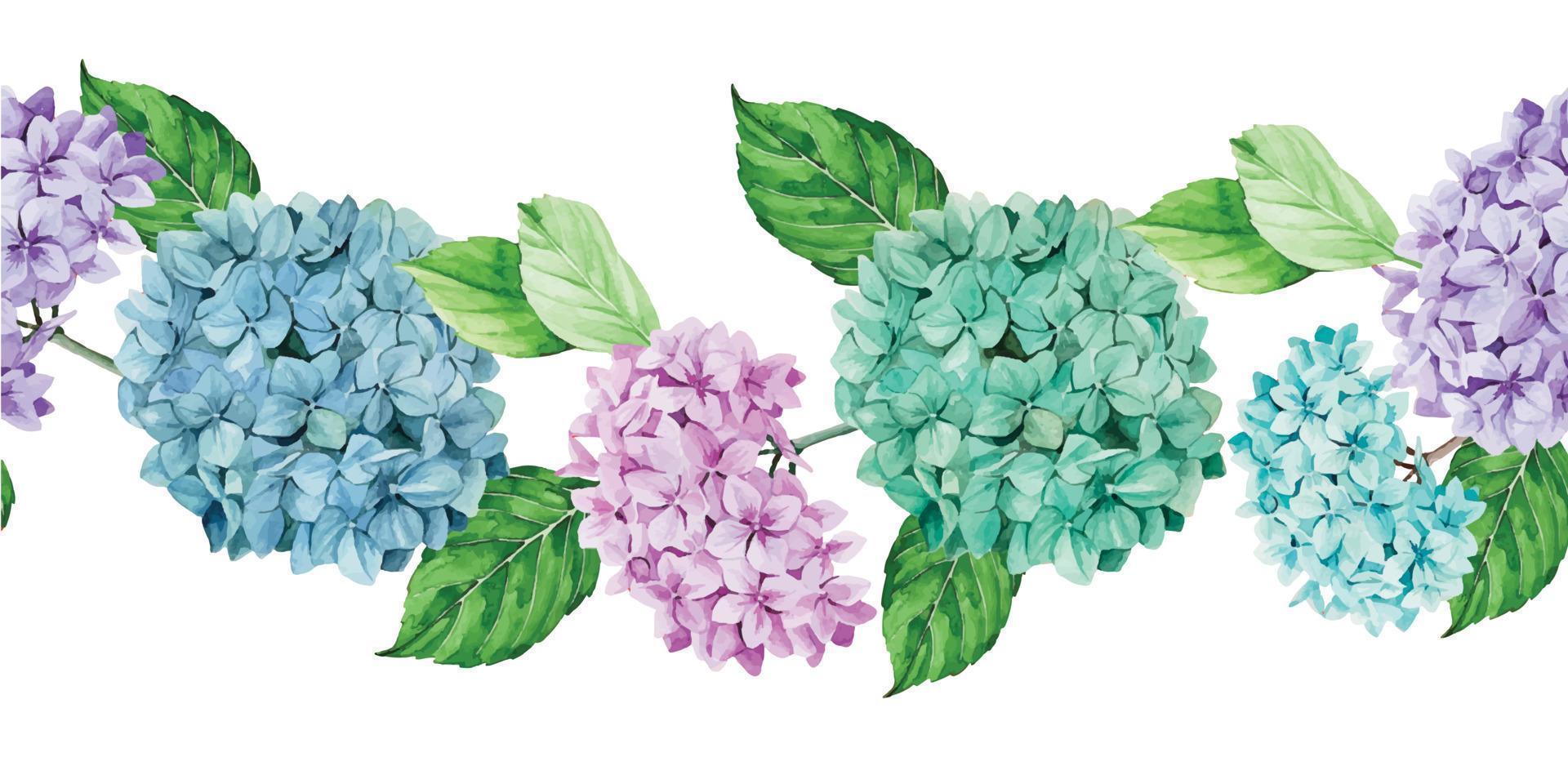 borde transparente de acuarela, marco, pancarta con flores y hojas de hortensia. hojas verdes y flores de hortensias azules, rosas y moradas aisladas en fondo blanco. vector