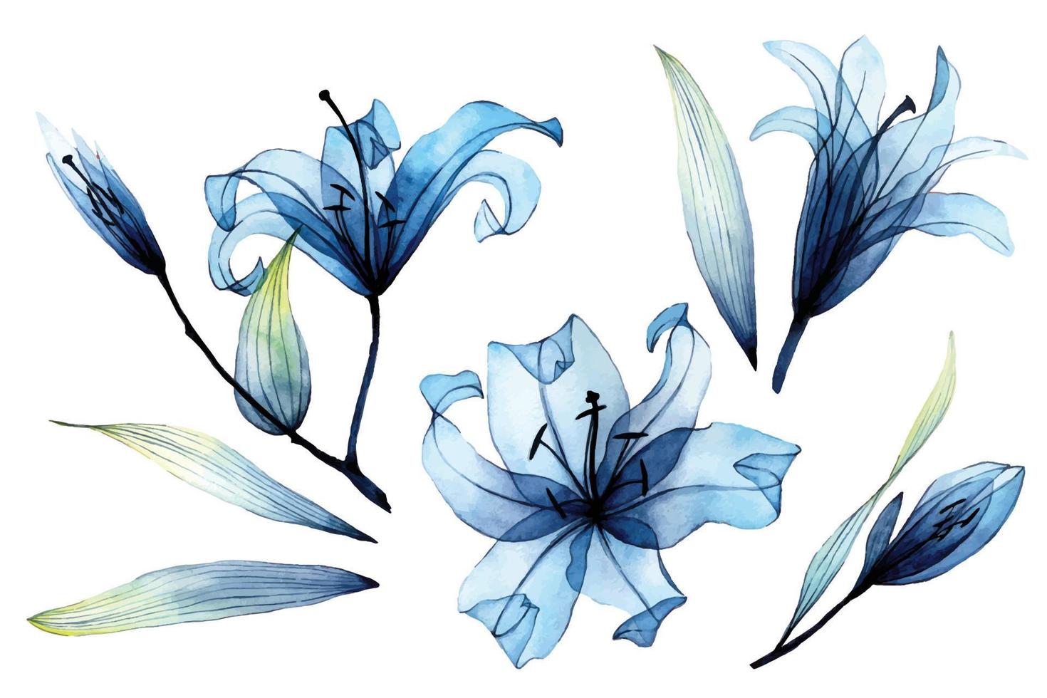 watercolor set with transparent flowers and leaves. transparent blue lilies in pastel colors. elements isolated on white background. design for wedding vector