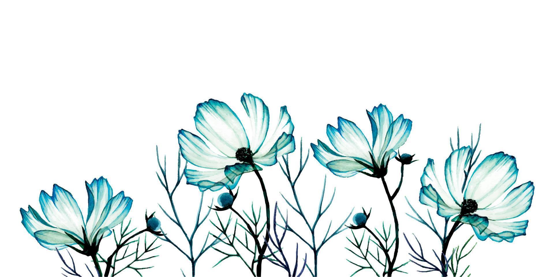 watercolor drawing by hands. border with blue wildflowers. cosmos, chamomile. isolated on white background transparent flowers, x-ray vector