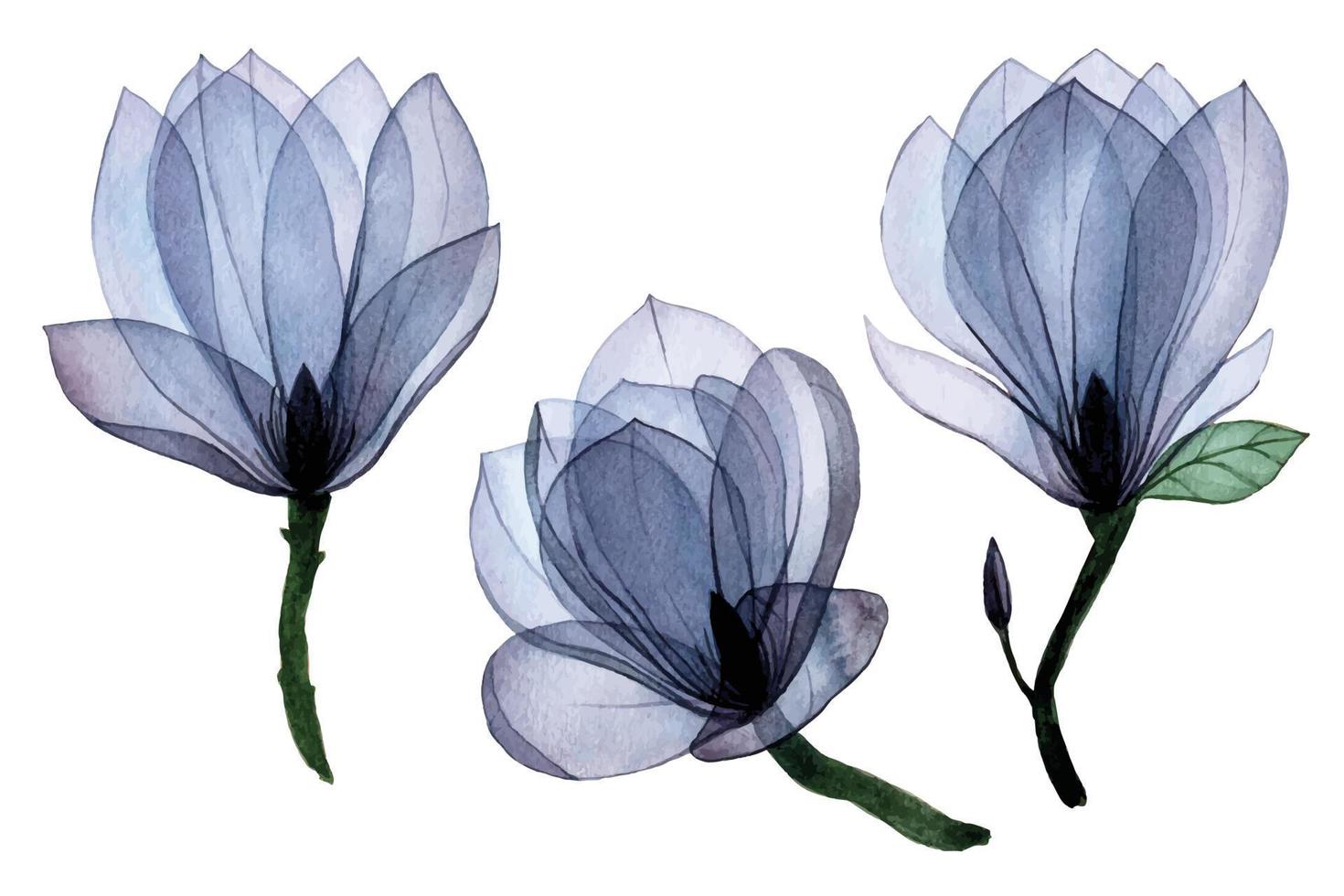 watercolor drawing set with transparent magnolia flowers. transparent flowers blue isolated elements. vector