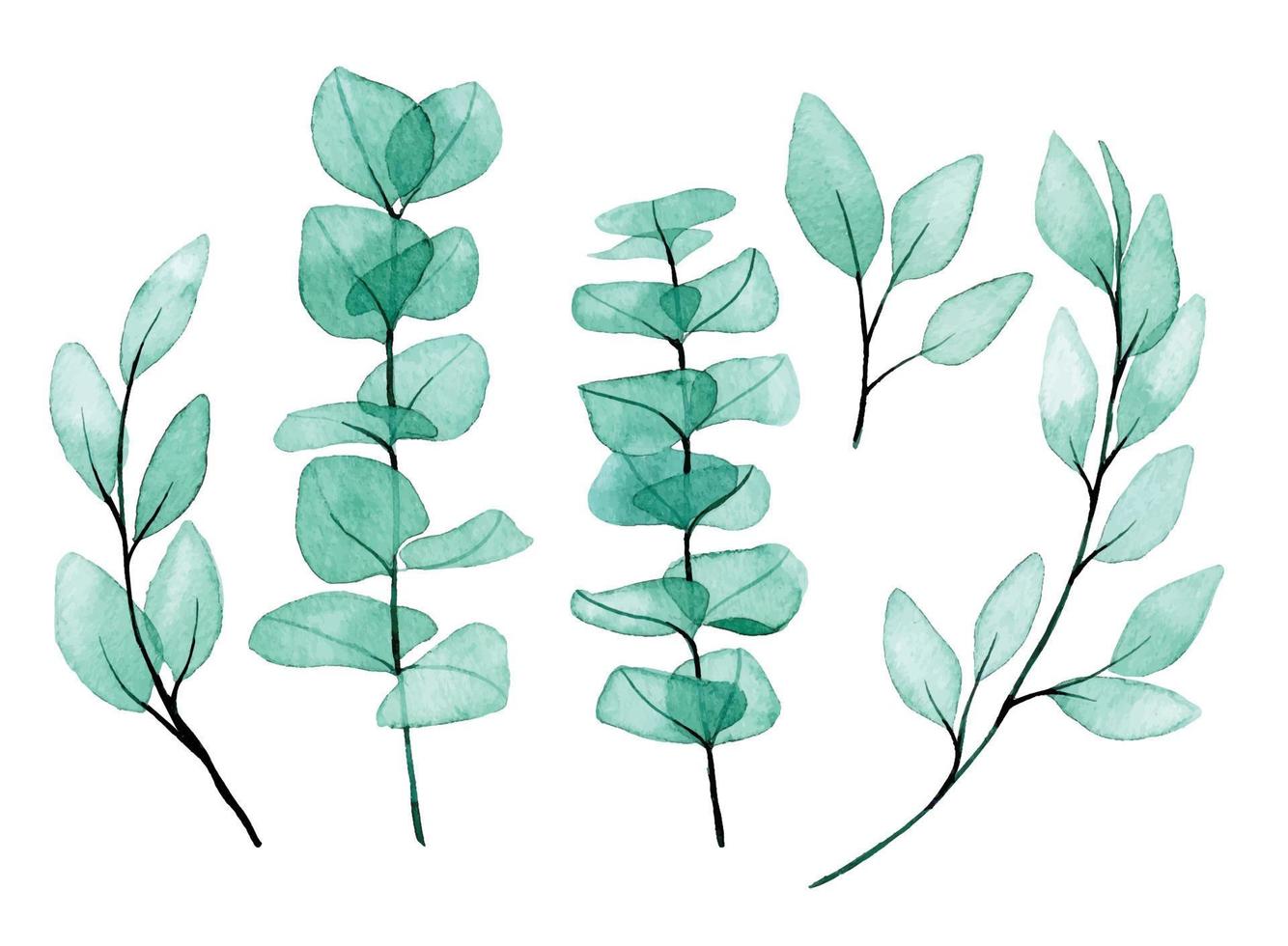 watercolor drawing. set with transparent eucalyptus leaves. delicate drawing abstract eucalyptus leaves, x-ray vector