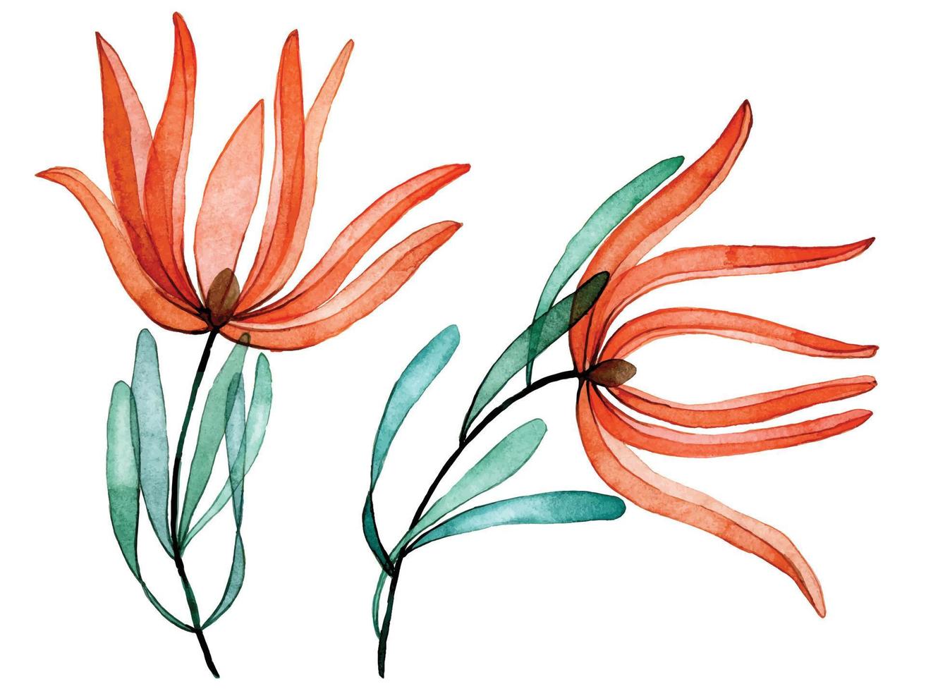 watercolor drawing. set of transparent tropical protea flowers. x-ray vector