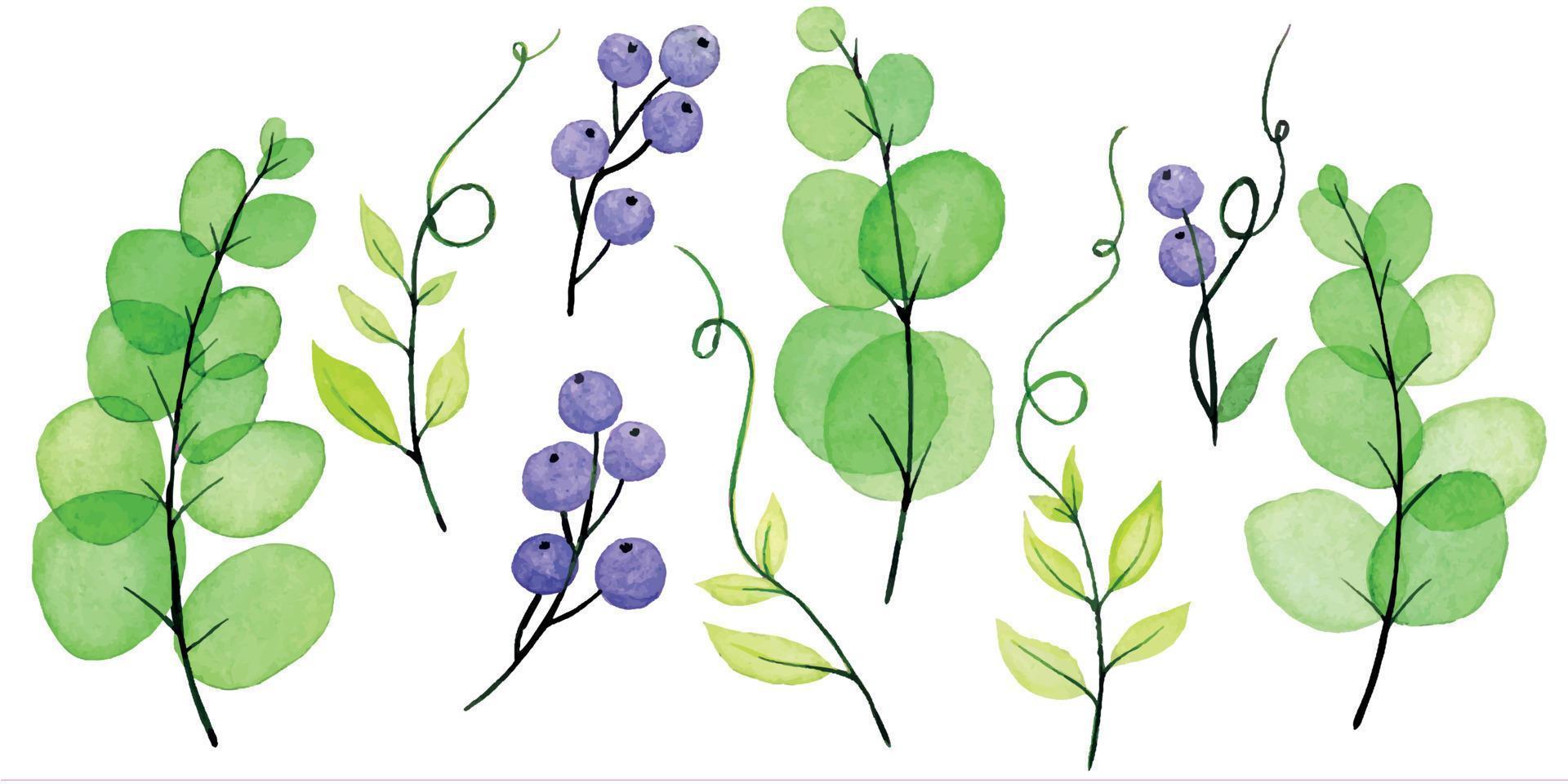 watercolor drawing by hands. set of leaves and branches Vicia cracca, green transparent leaves and purple berries. cute drawing on the theme of summer, bright colors. clipart isolated on white vector