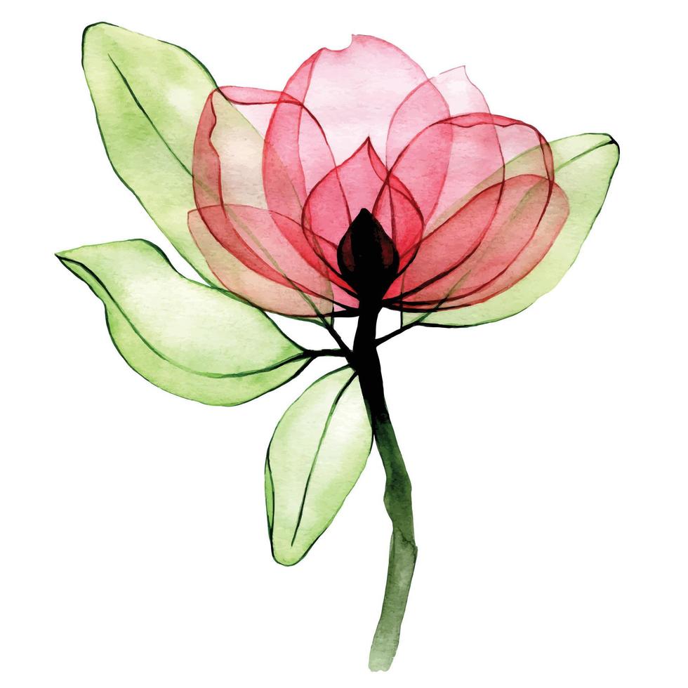 dibujo de acuarela. flor de rosa mosqueta transparente. aislado sobre fondo blanco flor rosa silvestre transparente, rayos x. vector