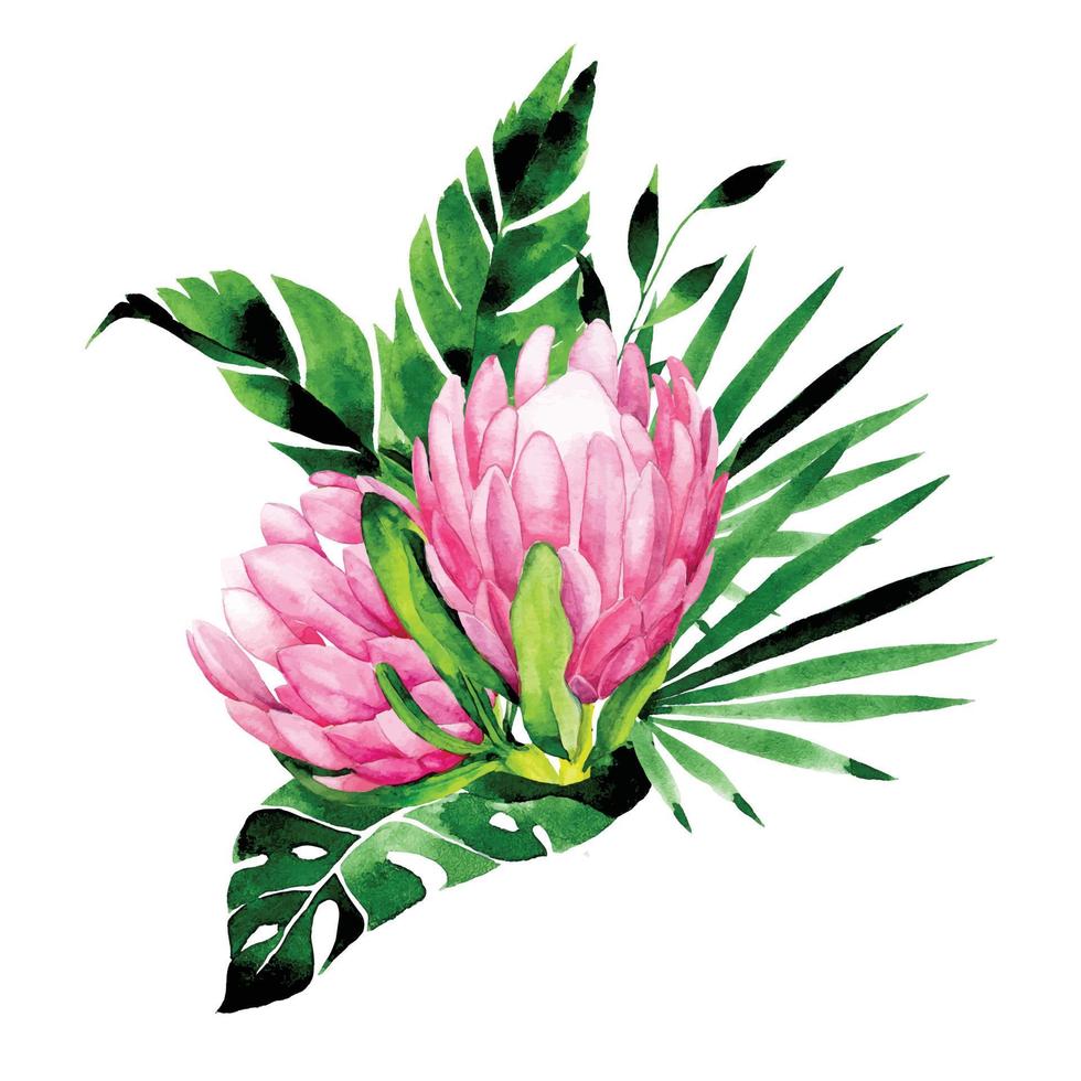 watercolor drawing bouquet of tropical flowers and leaves. composition of protea flowers and leaves of palm and monstera. clipart isolated on white background vector