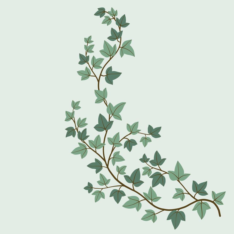 Simplicity ivy freehand drawing flat design. vector