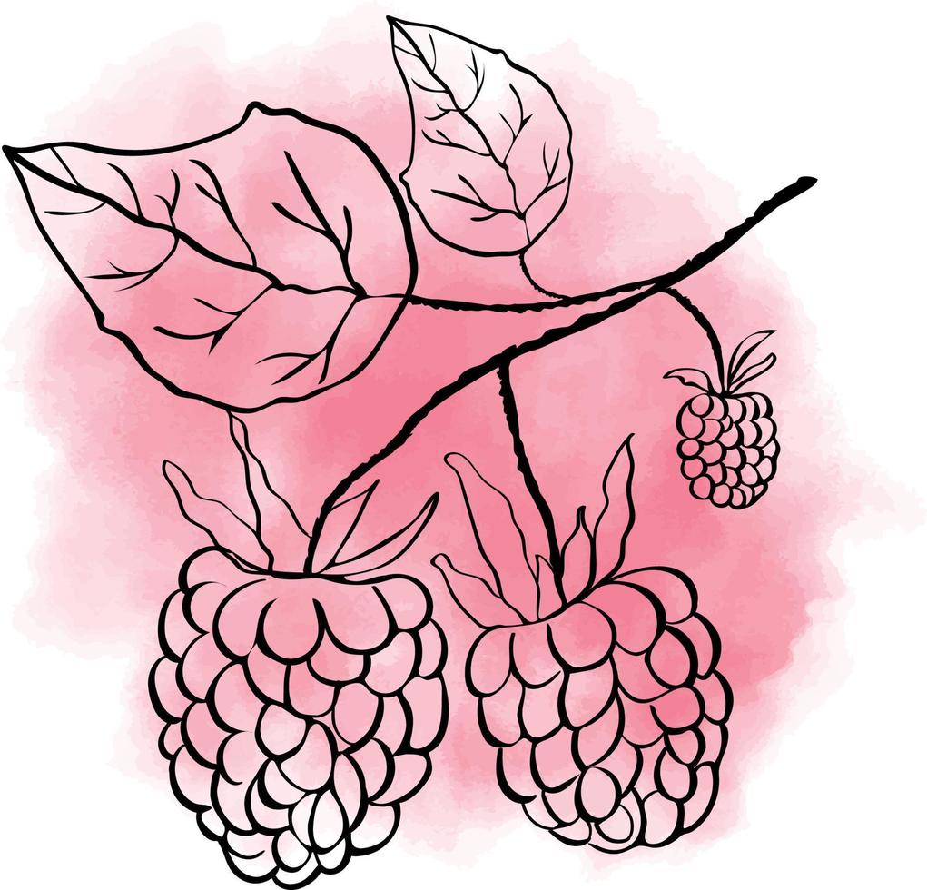 Outline raspberry on watercolor vector