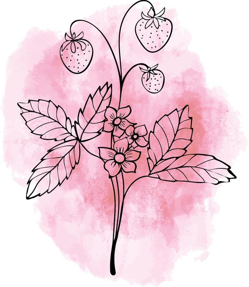 Outline strawberry on watercolor vector