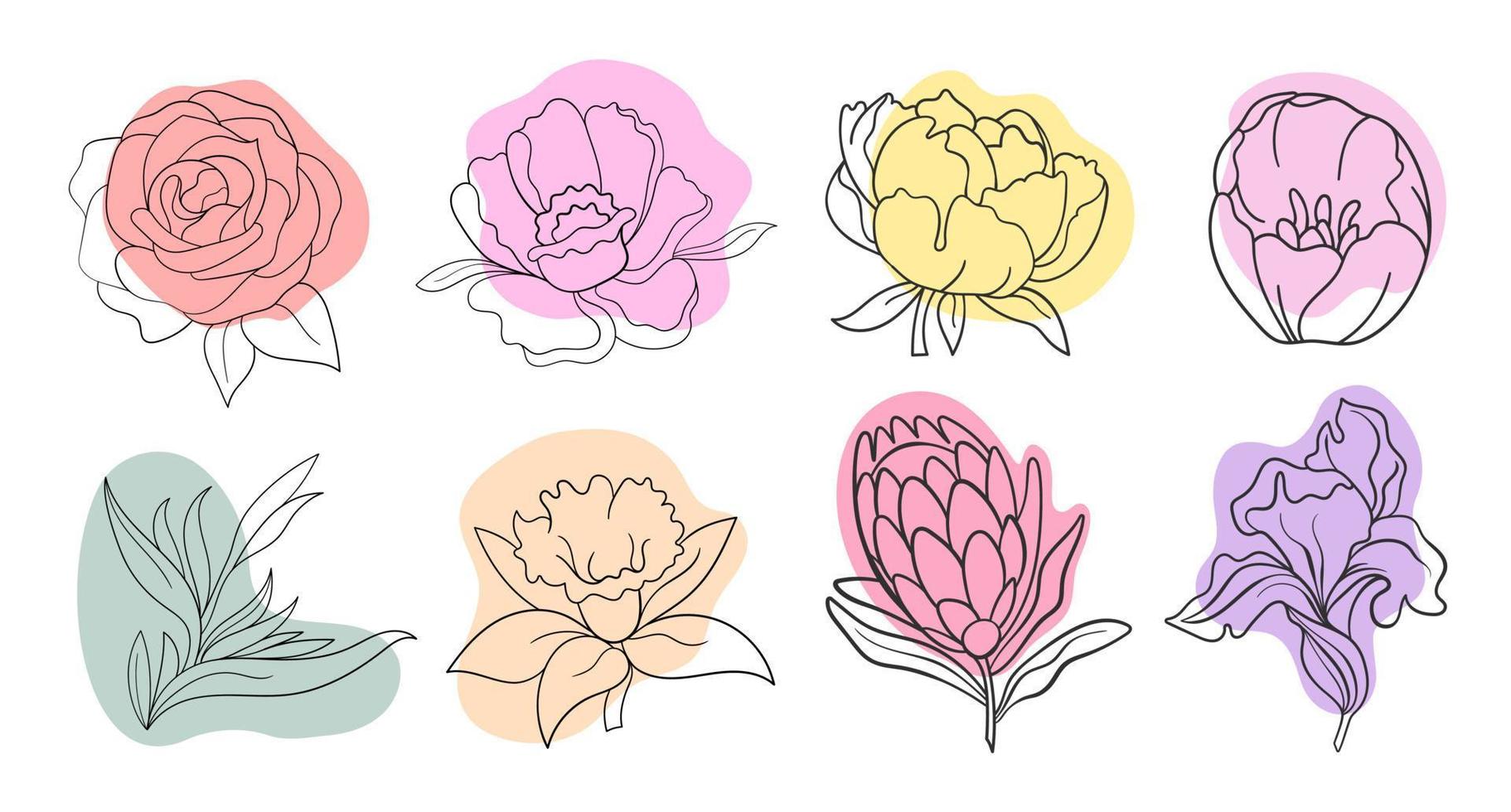línea vectorial ilustración negra gráficos flores conjunto peonía, protea, tulipán, iris con manchas de colores vector