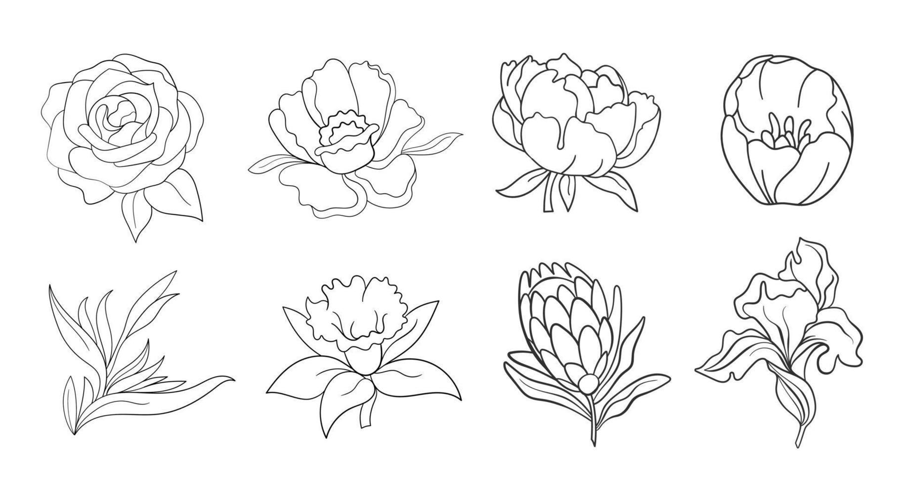Vector one line black illustration graphics flowers set on white isolated background